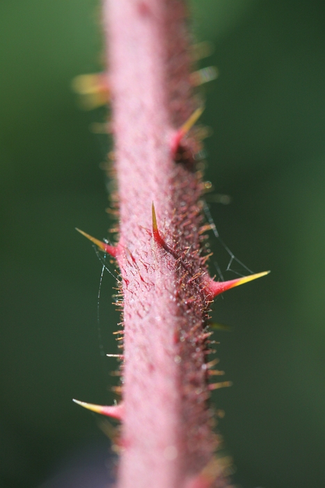 Macro chalet aout 2010 - 116